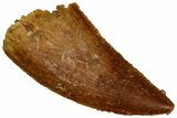 Serrated, Raptor Tooth - Real Dinosaur Tooth #296744-1